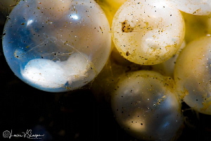 Flamboyant Cuttlefish Eggs/Photographed with a Canon 60 m... by Laurie Slawson 